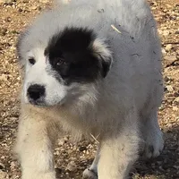 B6DR Chad KAM1, a male Great Pyrenees for sale in Cherryvale, KS – Photo 6 of 10