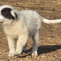 B6DR Chad KAM1, a male Great Pyrenees for sale in Cherryvale, KS – Photo 9 of 10