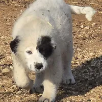 B6DR Chad KAM1, a male Great Pyrenees for sale in Cherryvale, KS – Photo 8 of 10