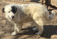 B6DR Chad KAM1, a male Great Pyrenees for sale in Cherryvale, KS – Photo 3 of 10