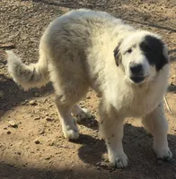 B6DR Chad KAM1, a male Great Pyrenees for sale in Cherryvale, KS – Photo 7 of 10