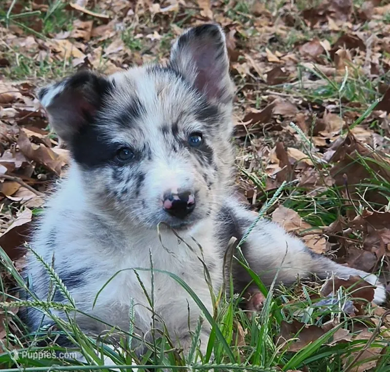 B6DR JGM3 Eoin – Border Collie puppy for sale in Cherryvale, KS
