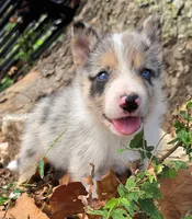 B6DR JGM6 Finn, a male Border Collie for sale in Cherryvale, KS – 4 of 8