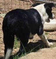B6DR Bolt BBM2, a male Border Collie for sale in Cherryvale, KS – 3 of 8