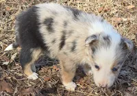B6DR JGF4, a female Border Collie for sale in Cherryvale, KS – Photo 5 of 10