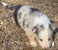 B6DR JGF4, a female Border Collie for sale in Cherryvale, KS – Photo 8 of 10