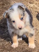 B6DR JGF4, a female Border Collie for sale in Cherryvale, KS – Photo 3 of 10