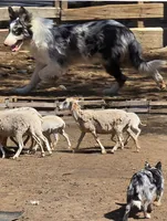 B6DR JGF4, a female Border Collie for sale in Cherryvale, KS – Photo 10 of 10