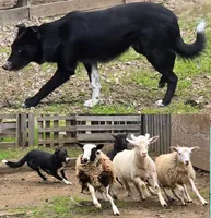 B6DR JGF4, a female Border Collie for sale in Cherryvale, KS – Photo 9 of 10