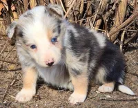 B6DR JGF4, a female Border Collie for sale in Cherryvale, KS – Photo 1 of 10