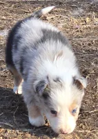 B6DR JGF4, a female Border Collie for sale in Cherryvale, KS – Photo 4 of 10