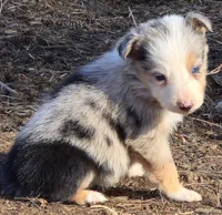 B6DR JGF4, a female Border Collie for sale in Cherryvale, KS – Photo 2 of 10