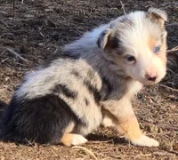 B6DR JGF4, a female Border Collie for sale in Cherryvale, KS – Photo 6 of 10