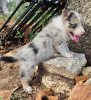 B6DR JGM6 Finn, a male Border Collie for sale in Cherryvale, KS – 7 of 8