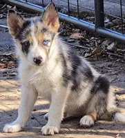 B6DR JGM6 Finn, a male Border Collie for sale in Cherryvale, KS – 4 of 10