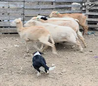 B6DR Bolt BBM2, a male Border Collie for sale in Cherryvale, KS – 2 of 8