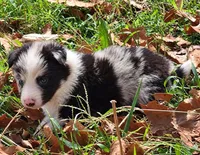 B6DR JGM1 Kian, a male Border Collie for sale in Cherryvale, KS – 4 of 8