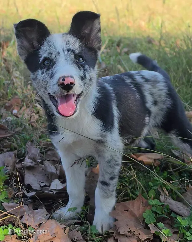 B6DR JGM2 Konnal – Border Collie puppy for sale in Cherryvale, KS
