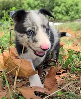 B6DR JGM2 Konnal, a male Border Collie for sale in Cherryvale, KS – 5 of 8