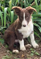 B6DR Nugget BBM1, a male Border Collie for sale in Cherryvale, KS – 6 of 10