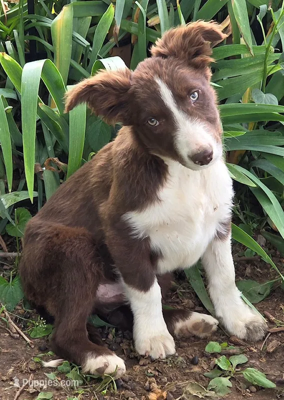 B6DR Nugget BBM1 – Border Collie puppy for sale in Cherryvale, KS