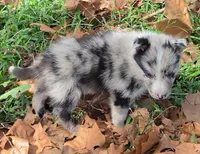 B6DR JGM3 Eoin, a male Border Collie for sale in Cherryvale, KS – 7 of 8