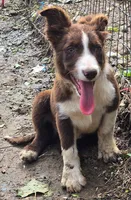 B6DR Nugget BBM1, a male Border Collie for sale in Cherryvale, KS – 7 of 10