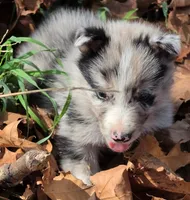 B6DR JGM3 Eoin, a male Border Collie for sale in Cherryvale, KS – 8 of 8