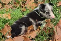 B6DR JGM2 Konnal, a male Border Collie for sale in Cherryvale, KS – 6 of 8