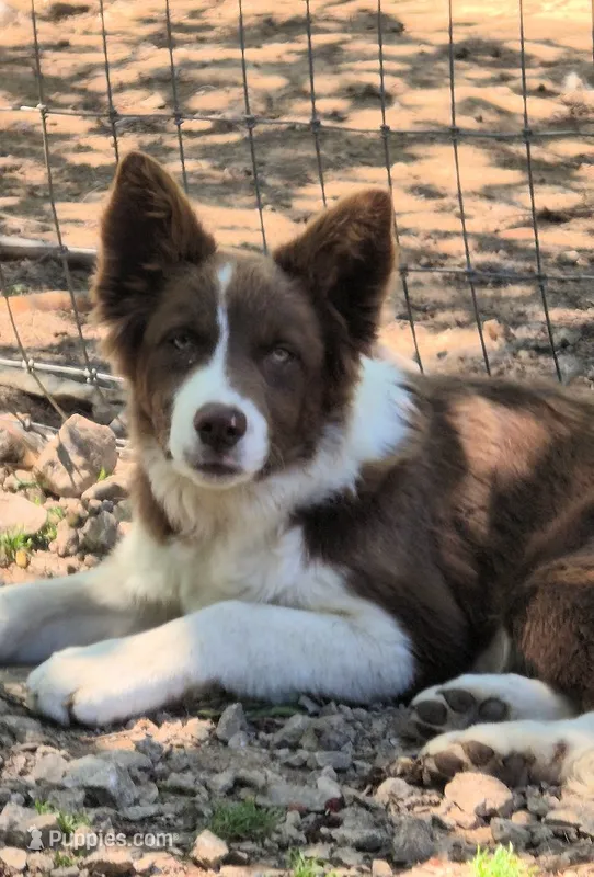 B6DR Rowan BBM4 – Border Collie puppy for sale in Cherryvale, KS
