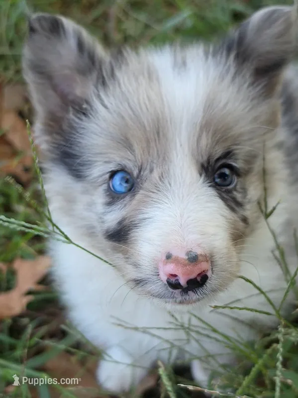 B6DR JGM5 Puck – Border Collie puppy for sale in Cherryvale, KS