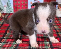 B6DR JFF3, a female Border Collie for sale in Cherryvale, KS – Photo 9 of 10