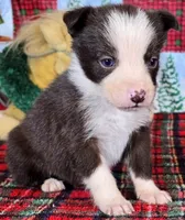 B6DR JFF3, a female Border Collie for sale in Cherryvale, KS – Photo 1 of 10