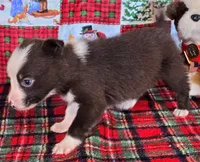 B6DR JFF3, a female Border Collie for sale in Cherryvale, KS – Photo 8 of 10