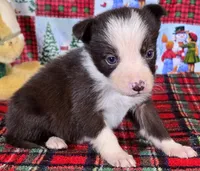 B6DR JFF3, a female Border Collie for sale in Cherryvale, KS – Photo 10 of 10