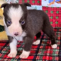 B6DR JFF3, a female Border Collie for sale in Cherryvale, KS – Photo 4 of 10