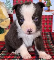 B6DR JFF3, a female Border Collie for sale in Cherryvale, KS – Photo 2 of 10