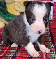 B6DR JFF3, a female Border Collie for sale in Cherryvale, KS – Photo 6 of 10