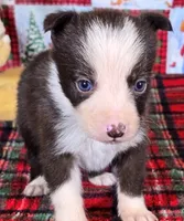 B6DR JFF3, a female Border Collie for sale in Cherryvale, KS – Photo 5 of 10