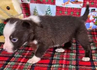 B6DR JFF3, a female Border Collie for sale in Cherryvale, KS – Photo 7 of 10