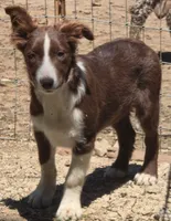 B6DR Nugget BBM1, a male Border Collie for sale in Cherryvale, KS – 9 of 10