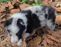 B6DR JGM1 Kian, a male Border Collie for sale in Cherryvale, KS – 6 of 8