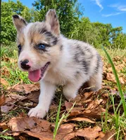 B6DR JGM6 Finn, a male Border Collie for sale in Cherryvale, KS – 6 of 8