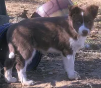 B6DR Rowan BBM4, a male Border Collie for sale in Cherryvale, KS – Photo 8 of 10