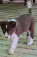 B6DR Rowan BBM4, a male Border Collie for sale in Cherryvale, KS – Photo 6 of 10