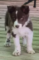 B6DR Rowan BBM4, a male Border Collie for sale in Cherryvale, KS – Photo 3 of 10