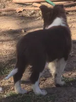 B6DR Rowan BBM4, a male Border Collie for sale in Cherryvale, KS – Photo 7 of 10