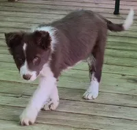 B6DR Rowan BBM4, a male Border Collie for sale in Cherryvale, KS – Photo 5 of 10