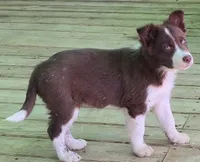 B6DR Rowan BBM4, a male Border Collie for sale in Cherryvale, KS – Photo 4 of 10