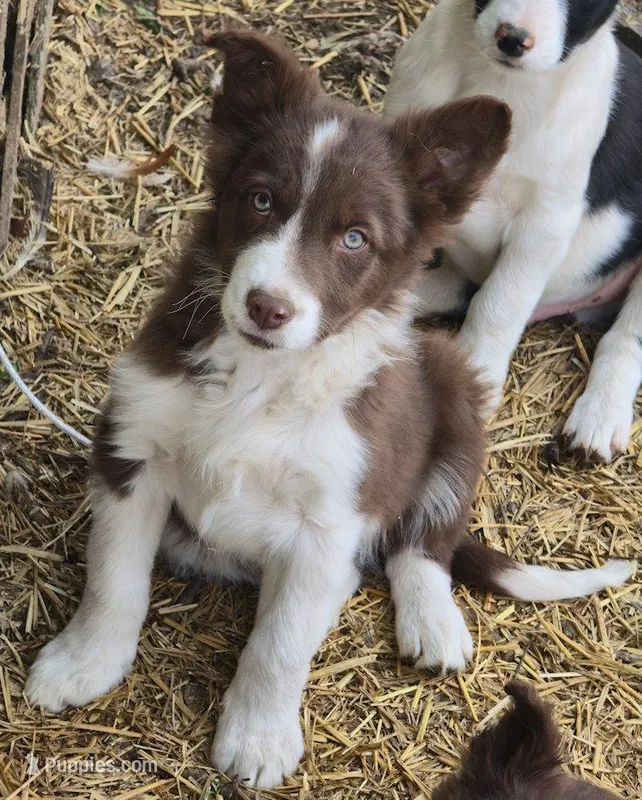 B6DR Rowan BBM4 – Border Collie puppy for sale in Cherryvale, KS
